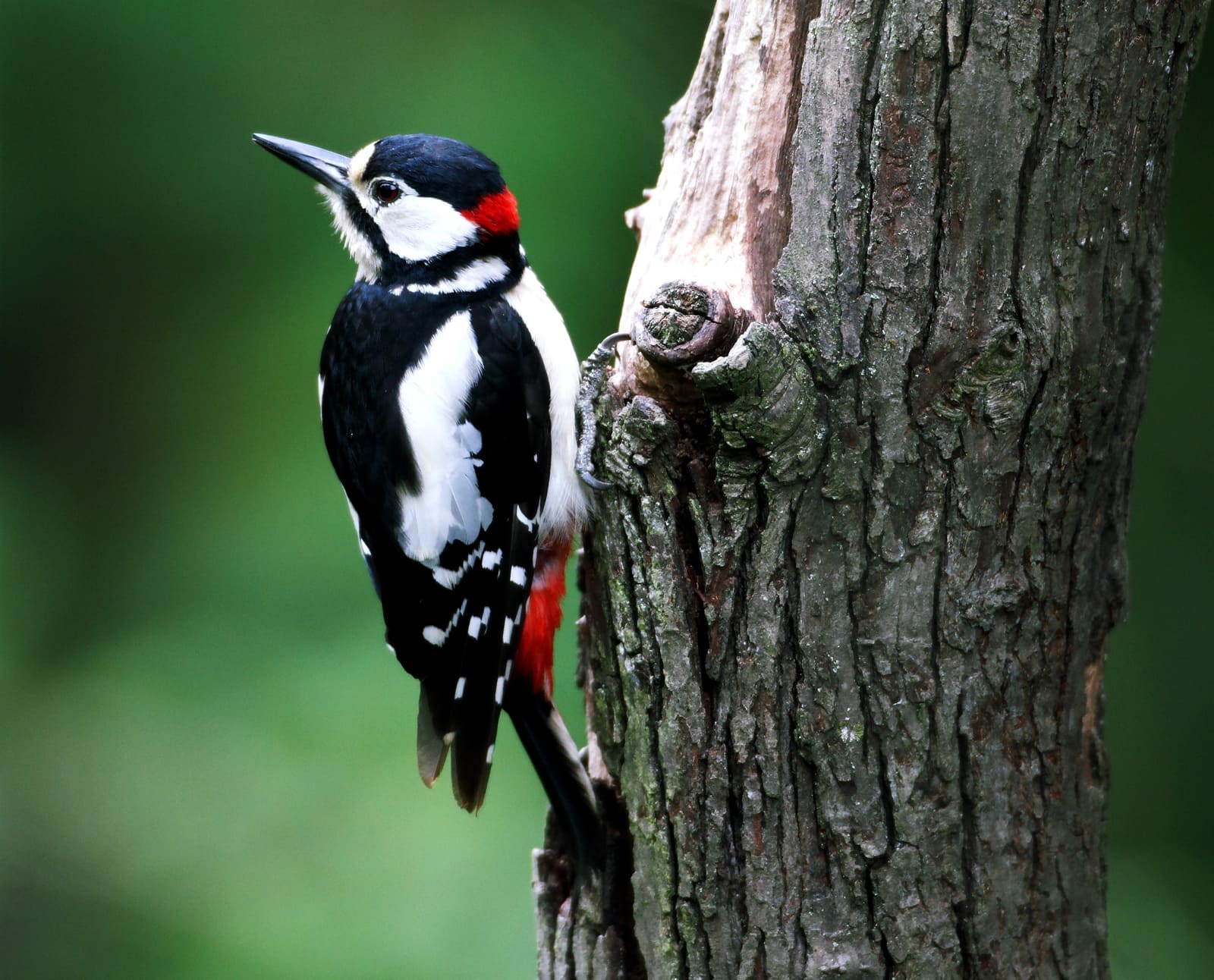 WOODY THE WOODPECKER - Bedtime Bedtime