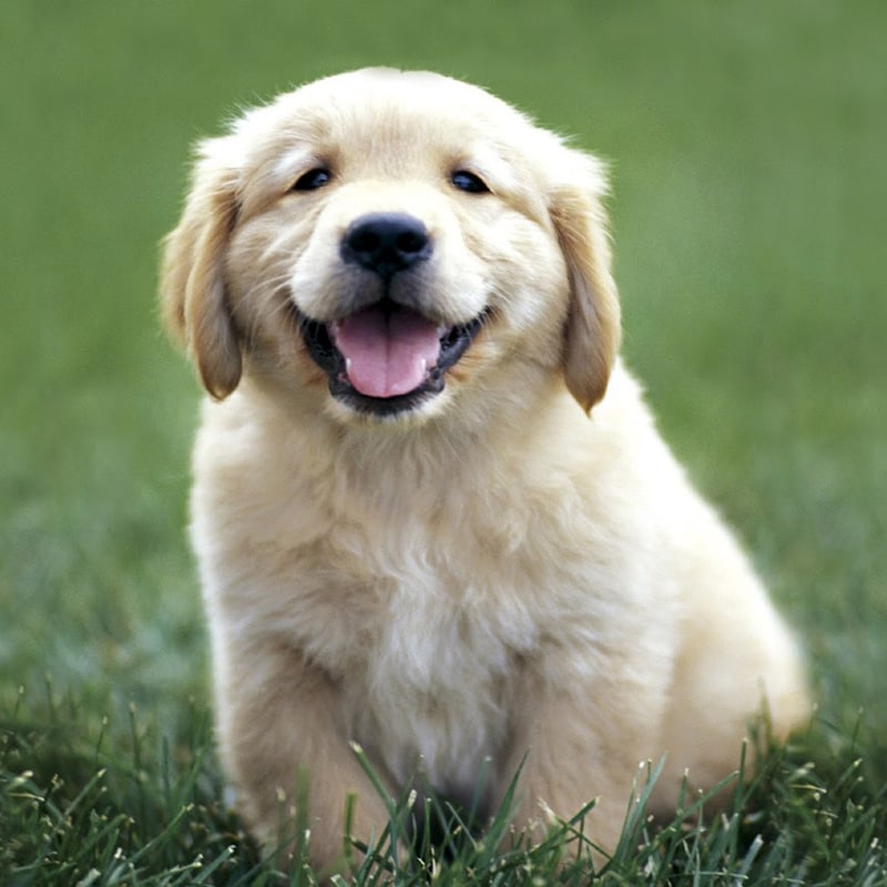 happy puppy